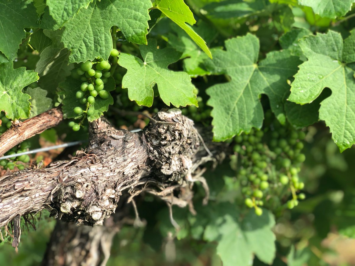 Touriga Nacionalę are looking awesome! 

#tngrapes #tennessee #tennesseewine #grapevines #toriganacional #nashvillewine #tennesseevineyard