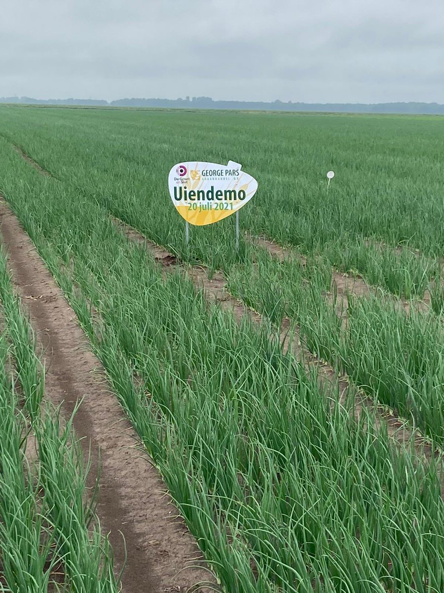 Uitbreiding in uienteelt…ook in Groningen. De stand is wisselend van zeer goed naar zeer slecht…bord geplaatst voor de demodag op 20 juli! De uitnodiging volgt nog maar het kan maar in de agenda staan! #kennisdelen <a href="/DeGrootenSlot/">De Groot en Slot</a>