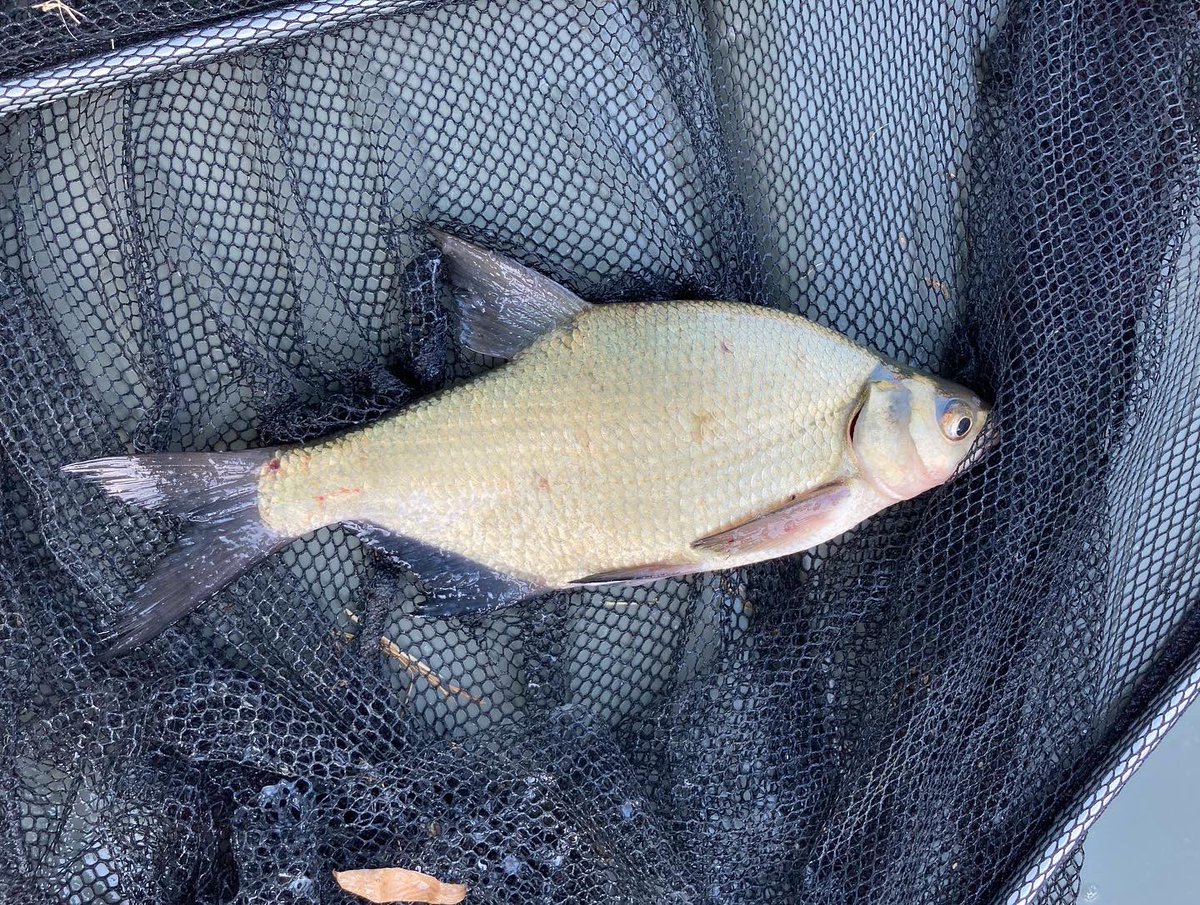 SzalaiZoltn16's tweet photo. Azért ez mai peca már nagyon hiányzott. Végre én és a tó, valamit élő világa. 🎣👌 Sose unalmas a tó parton, de ma egy nagyon jó ízűt sikerült horgászni. Fel avattam minden új cuccot. 😉👌
#fishing #feedermania https://t.co/1fC24TRlC5