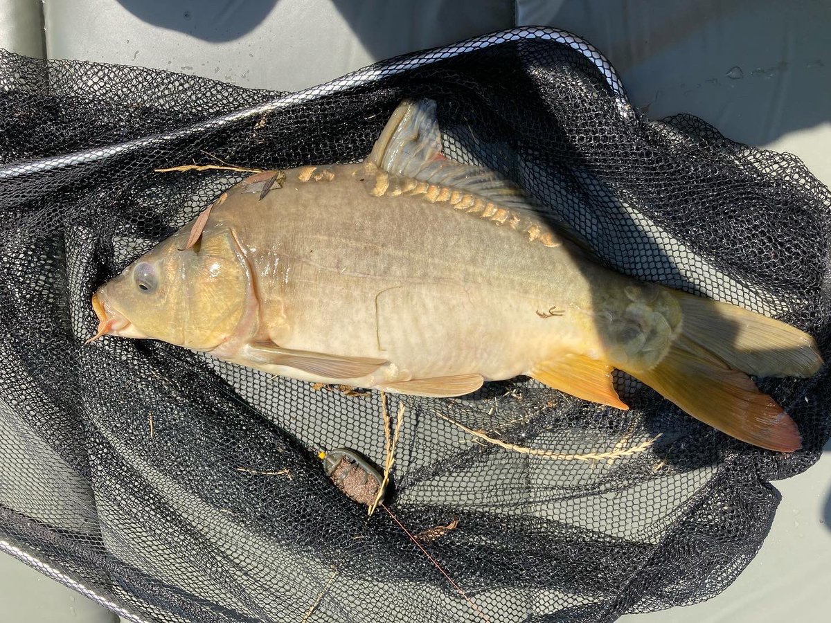 SzalaiZoltn16's tweet photo. Azért ez mai peca már nagyon hiányzott. Végre én és a tó, valamit élő világa. 🎣👌 Sose unalmas a tó parton, de ma egy nagyon jó ízűt sikerült horgászni. Fel avattam minden új cuccot. 😉👌
#fishing #feedermania https://t.co/1fC24TRlC5