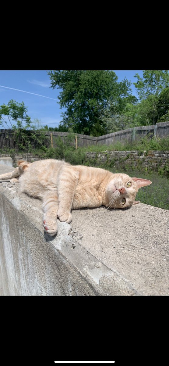 baileyyfry's tweet photo. our lil Angel went over the rainbow bridge and will be so missed 🌈❤️🥺 rest easy sweet Napoleon, we love you. https://t.co/ykt0VX9Qc7