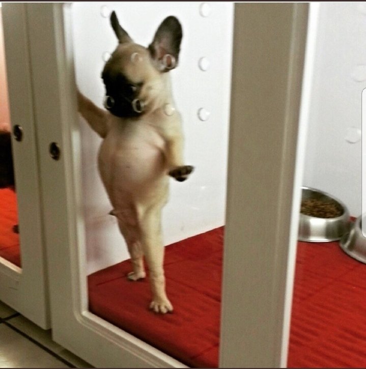 I ate his homework, Clarice, with sausages and some nice toilet water
