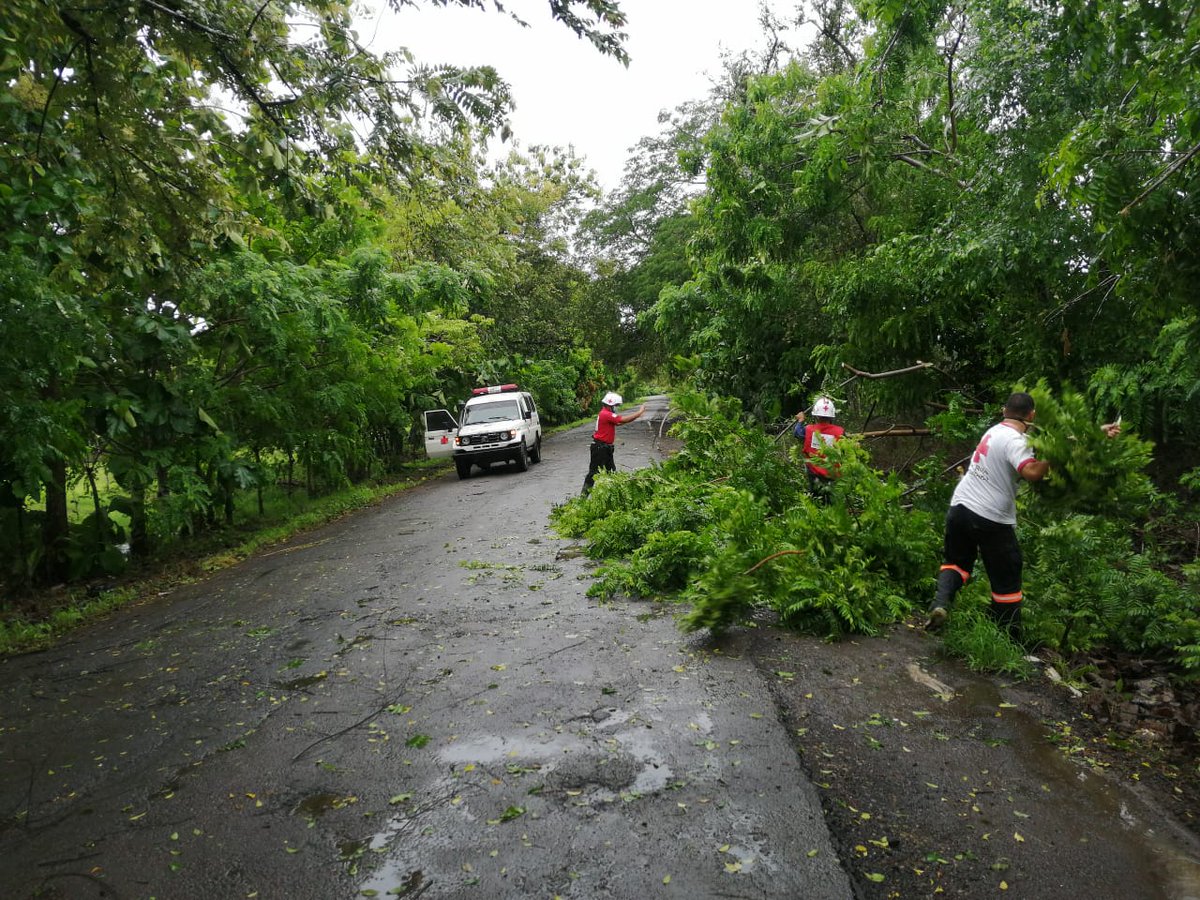 Debido a las fuertes lluvias en horas de la tarde hoy se registran caidas de árboles en las vias y en viviendas en la Ciudad de Las Tablas y alrededores por lo cual un equipo de voluntarios se ha desplazado a terreno para apoyar en la remoción de los mismos #cruzrojasiempreestá