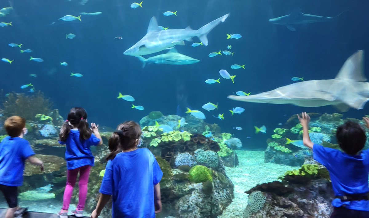 "I am going to see EVERYTHING!" 

Campers use their observation skills to explore colorful coral reefs and rainforests at Camp Shedd: Summer Splash.  

There are still spots available for this #SheddCamp. Join us!  bit.ly/3eO8IPm