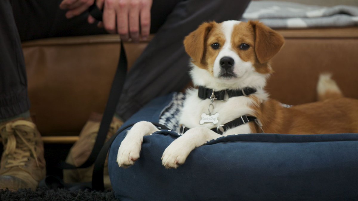 Meet Marley, our #LuckyDog of the Week! 🐾