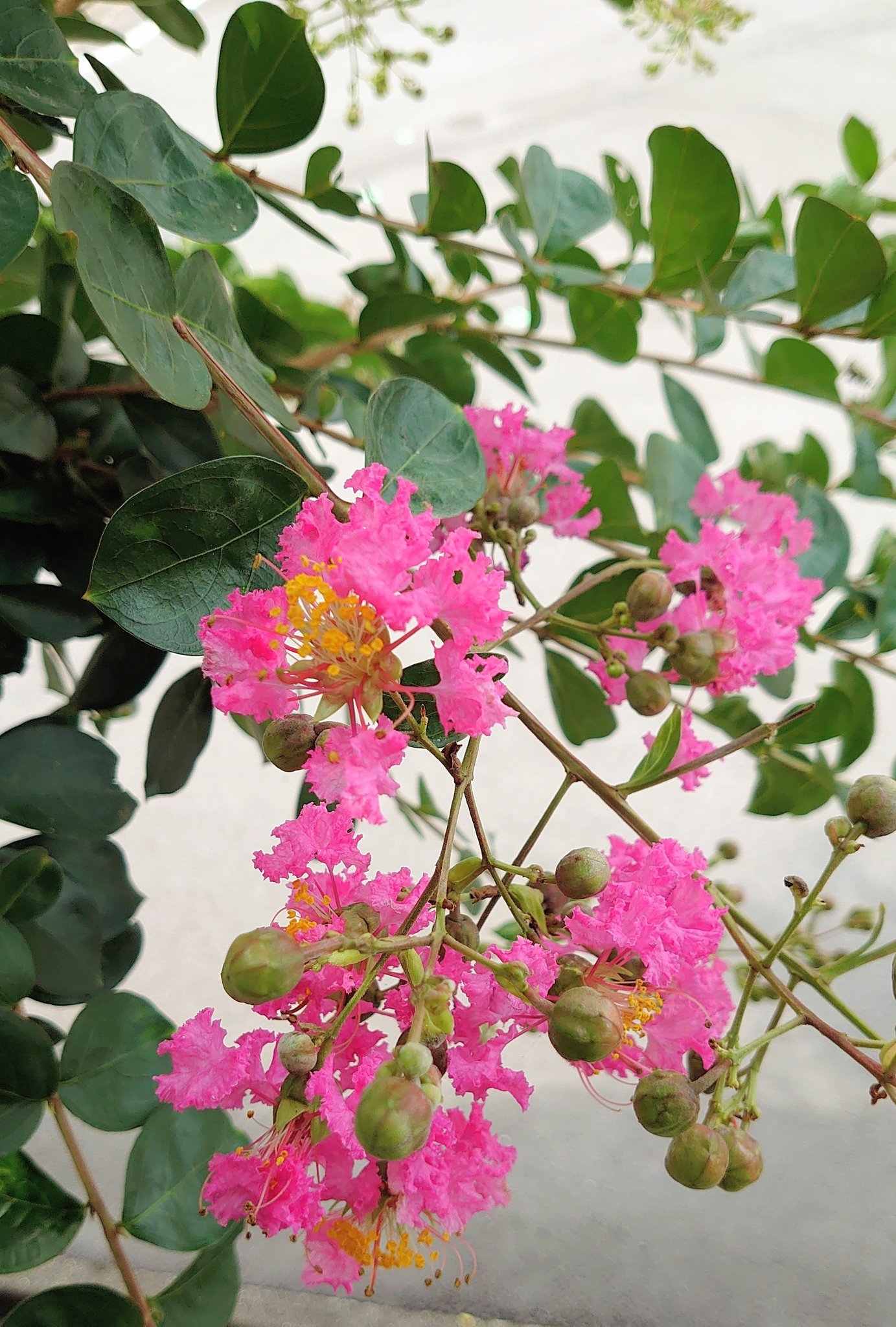 تويتر かのん على تويتر おはようございます𓂃𓈒𓏸𓐍 花期の長い花が 咲きはじめました 花言葉 雄弁 愛嬌 サルスベリ 百日紅 T Co Rexfvujus9