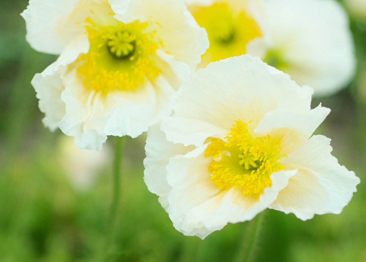 花 7月１日の花 ポピー 白 花言葉 慰め ケシ科 渡来 江戸時代 原産地 ヨーロッパ 栽培開始 紀元前5000年頃 スペイン名 アマポーラ フランス名 コクリコ マザー テレサ 慰め られるよりも 慰め ることを 理解されるよりも理解