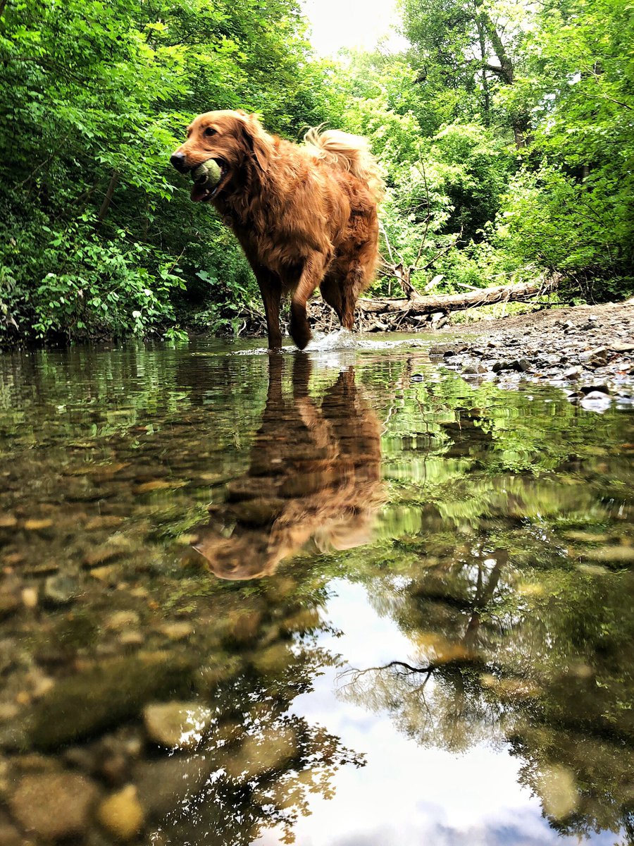 Lucy keeping cool in the stream. #summer #dogsoftwitter