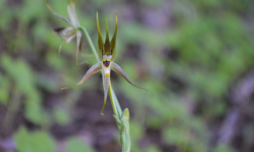 PutaendoInforma's tweet photo. Nueva especie de flor descubierta en Putaendo frenaría megaproyectos mineros y energéticos https://t.co/2oK9M6LZjA https://t.co/Q19fcgXsMn