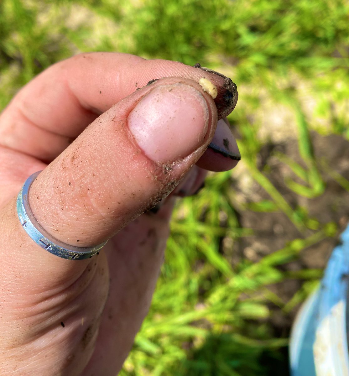 farmer_han_'s tweet image. Found a few CRW Pupa today - With pollination right around the corner, we will start seeing more of these guys 🪱

#agronomynerd #CRW #AgronoMiss