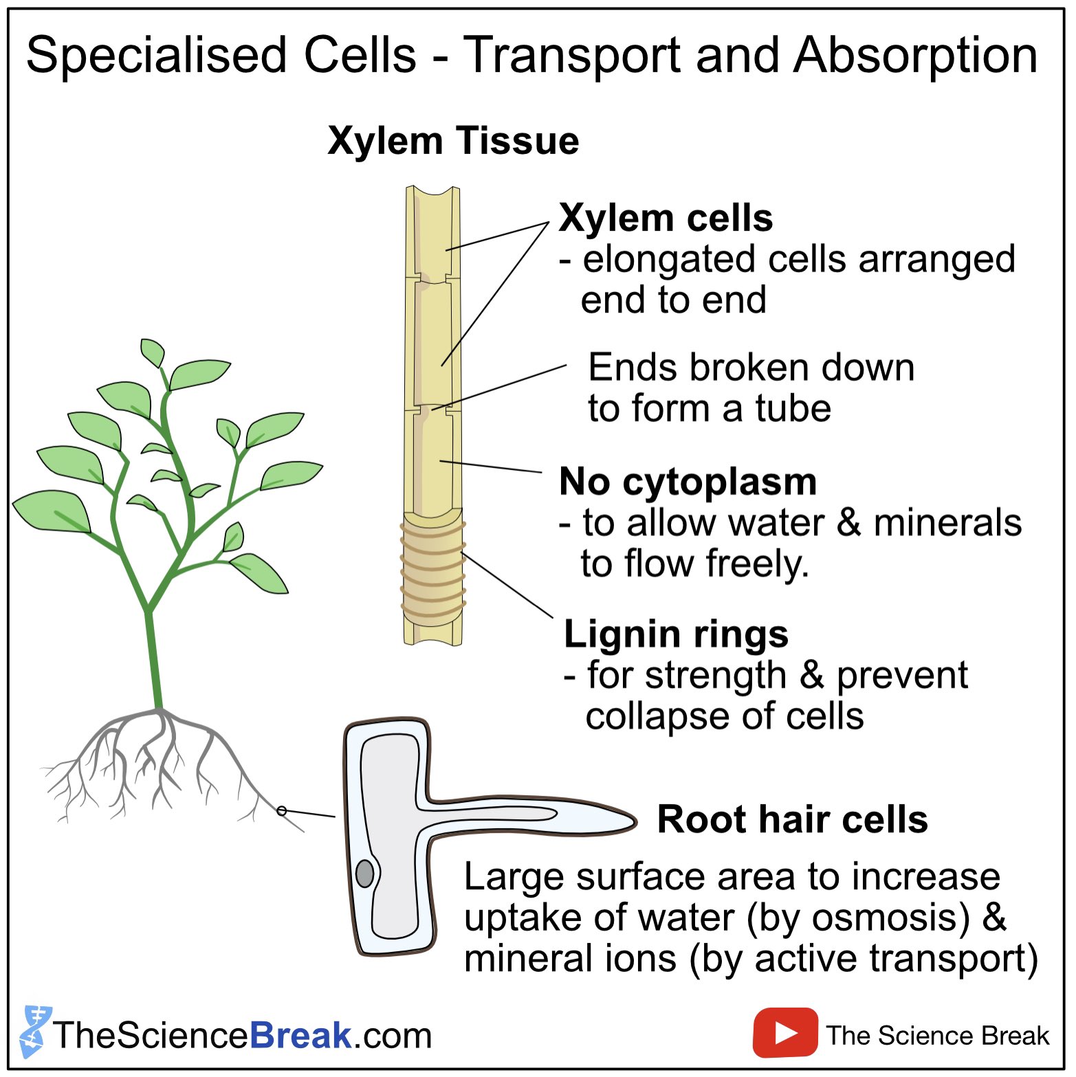 The science break on twitter xylem cells are needed for water