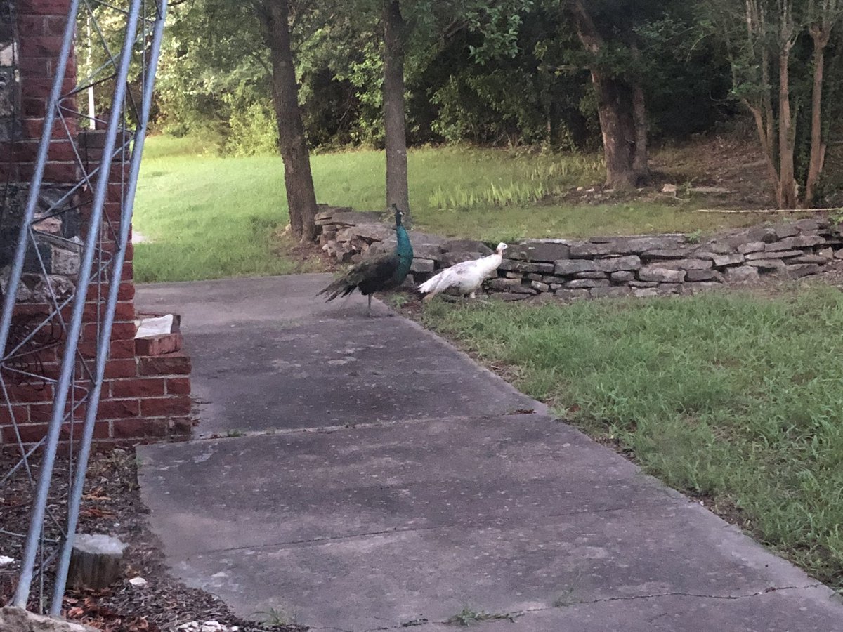 so my MIL came over and just casually mentioned that apparently her yard is being occupied by a pair of stray peacock & we live in TX so I’m pretty sure they aren’t native to the area https://t.co/AuZ7ZFu1tq