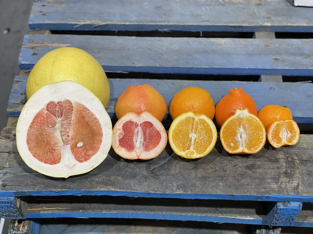 thefruitnerd's tweet image. Just had a great chat on @abcmelbourne with @dontattempt about all things citrus! David’s grapefruit nickname “cat’s bum” weren’t quite the words I would use, but hey I’m not the word nerd 🤓! A pomelo for me please!
