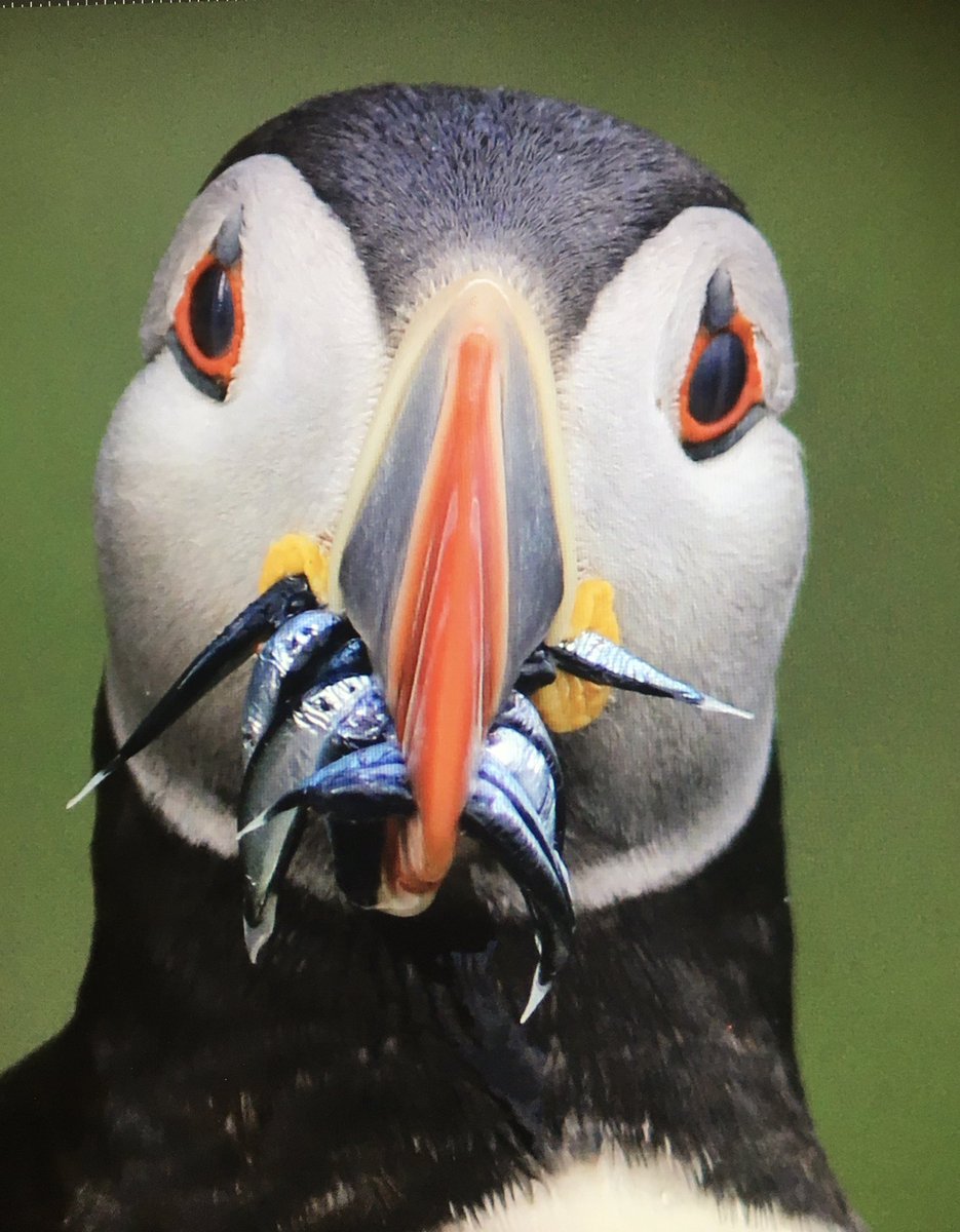 Puffin, on Skelligs last week. Special birds!