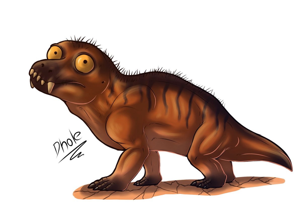 dhole_king's tweet photo. Silly anteosaurus  #SynapsidWeek  #SynapsidJune #PaleoThemeWeek https://t.co/T3GbkZRSzJ