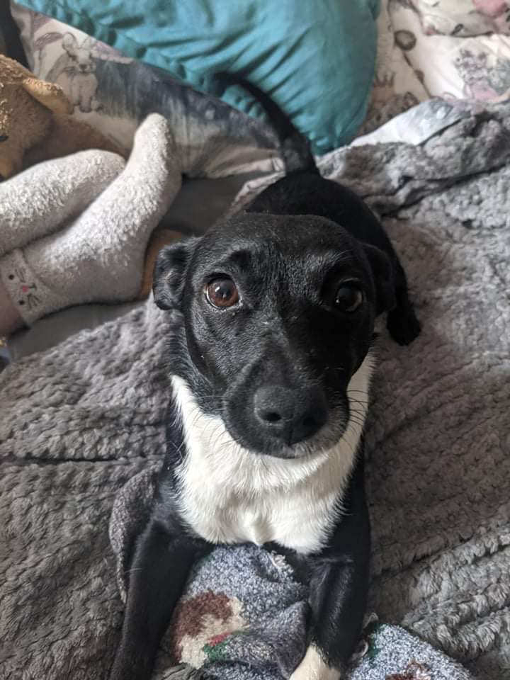 The_Animal_Team's tweet photo. Black and white #Patterdale #stolen from #TownGate #Leyland #PR25 area, #Lancs. Taken by three boys in hoodies & surgical masks. Any info. 07492059862 #dogs #dogsoftwitter #StolenDog https://t.co/DFbW4EoxaA