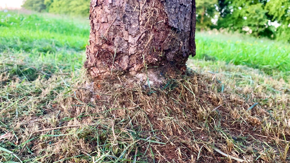 Please don’t use strimmers or weed whackers near trees. 
Mulch would be better at weed suppression &amp; much cheaper than replacing the tree. <a href="/EdinburghTrees/">Trees Of Edinburgh</a>