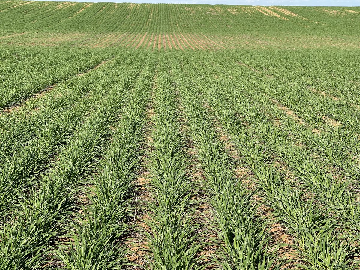 rick_rundell's tweet image. #Pairedrow #commodus v #spartacus on 2020 ripped Lentils #competition ⁦@grassrootsag⁩