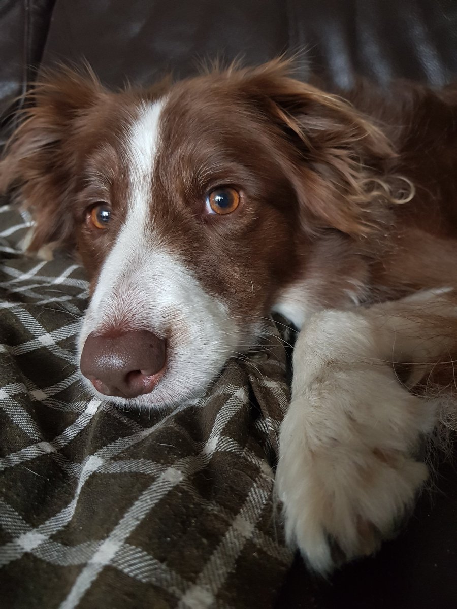 WW_Collections's tweet photo. @algowalkcollies @anne3366 @BCTGB How old is your Glenalbert? Mine turned 6 on 1st June, shes a red 😊 https://t.co/98iPXDFevG