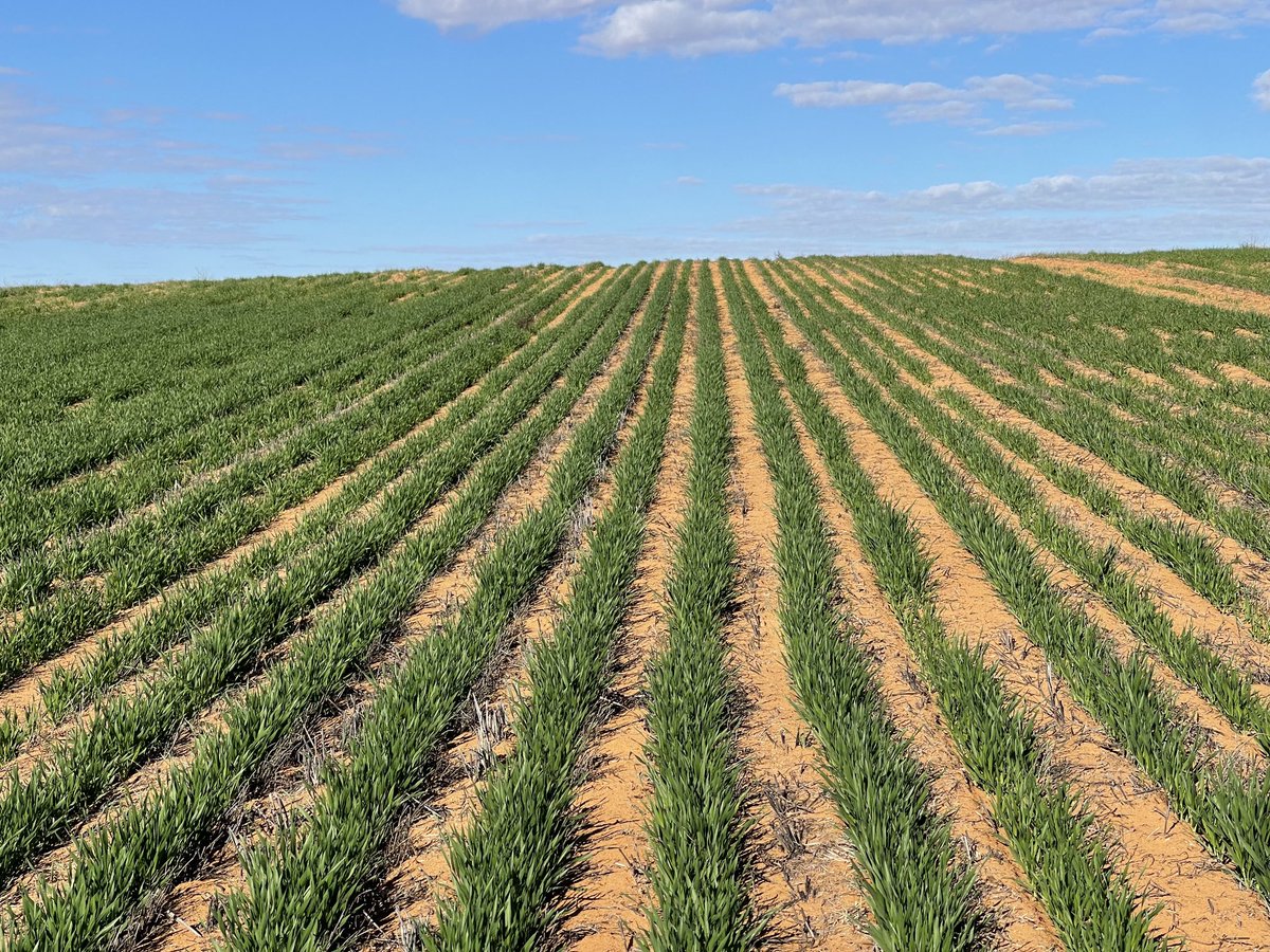 rick_rundell's tweet image. #Pairedrow #commodus v #spartacus on 2020 ripped Lentils #competition ⁦@grassrootsag⁩