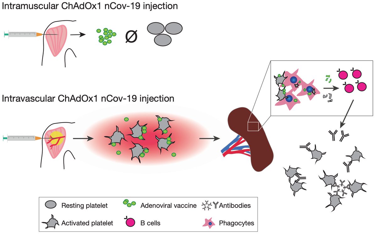 Michael Makris tweet media