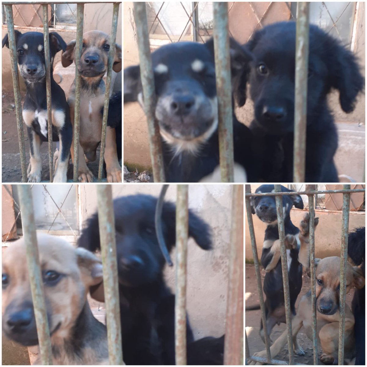 aesskin's tweet photo. 🔴🔴🔴🔴🔴🔴🔴🔴🔴🔴
Gente eu vou me mudar pra outro estado e não posso levar os cachorrinhos, então preciso doar eles pra alguém que cuide bem e dê o amor que eles merecem. 
São 3 filhotes 2 machos e uma fêmea, eles tem 2 meses e meio.
Ajudem compartilhando!
🔴🔴🔴🔴🔴🔴🔴🔴🔴🔴 https://t.co/Vccz9CcsPa