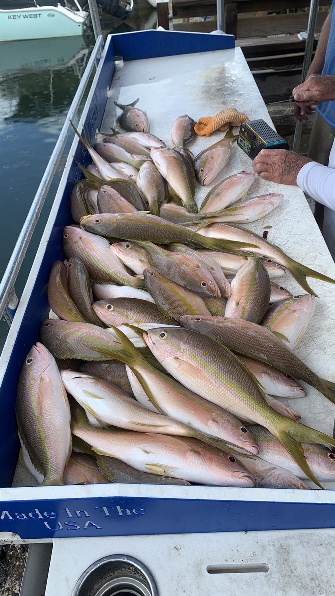 ChiefDogKevin's tweet photo. #catchoftheday #keywest #fishing #flkeys #limitedout #yellowtailsnapper #kneedeepcharters #geigerkeymarina https://t.co/aWiTYgniwf