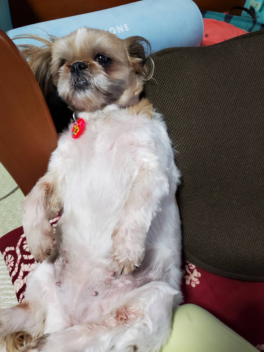 しある 35th悪魔帰還され 40th期待 はんぺん 顔クシャクシャ気味 ネロくん 顎乗せスタイル ビンバ 顔と体が別な 犬 ボストンテリア はんぺん イタプー ネロ シーズー ビンバ