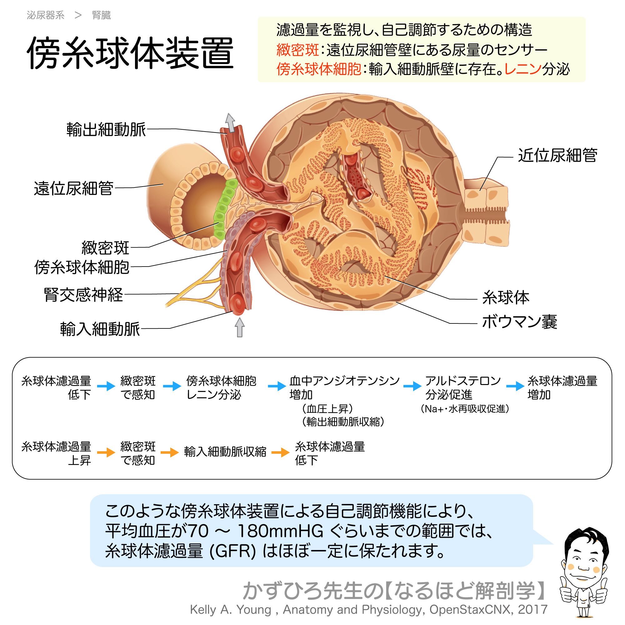 かずひろ先生 なるほど解剖学 傍糸球体装置 濾過量を監視し 自己調節するための構造 緻密斑 遠位尿細管壁にある尿量のセンサー 傍糸球体細胞 輸入細動脈壁に存在 レニン分泌 傍糸球体装置ってかっこいいと思っています 徹底的国試対策