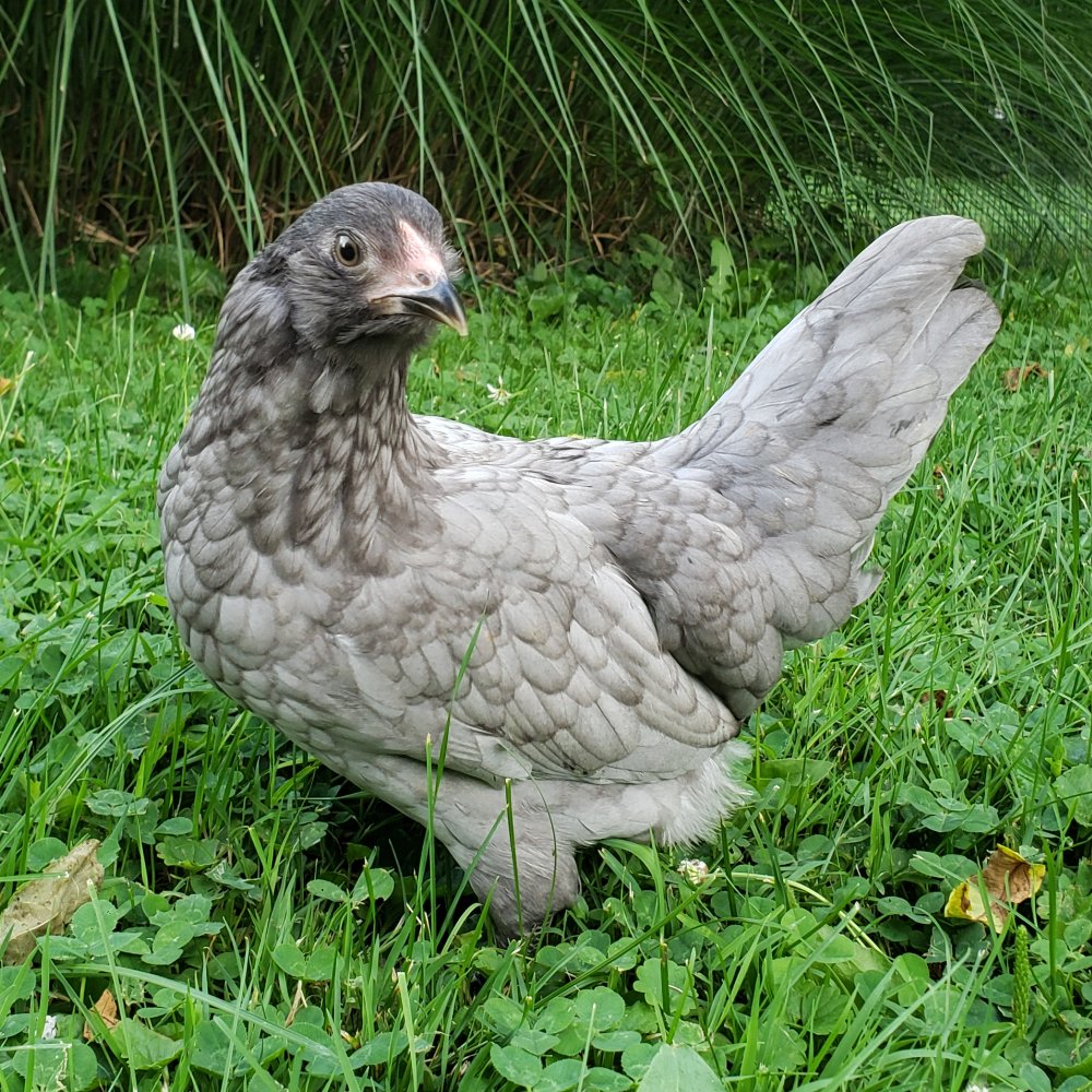 Meyer Hatchery on X: "New Egg Layer Alert! Blue Sex-Link Easter Egger Bantams are a Meyer Hatchery exclusive that has the docile personality of standard Easter Eggers and the ability to be