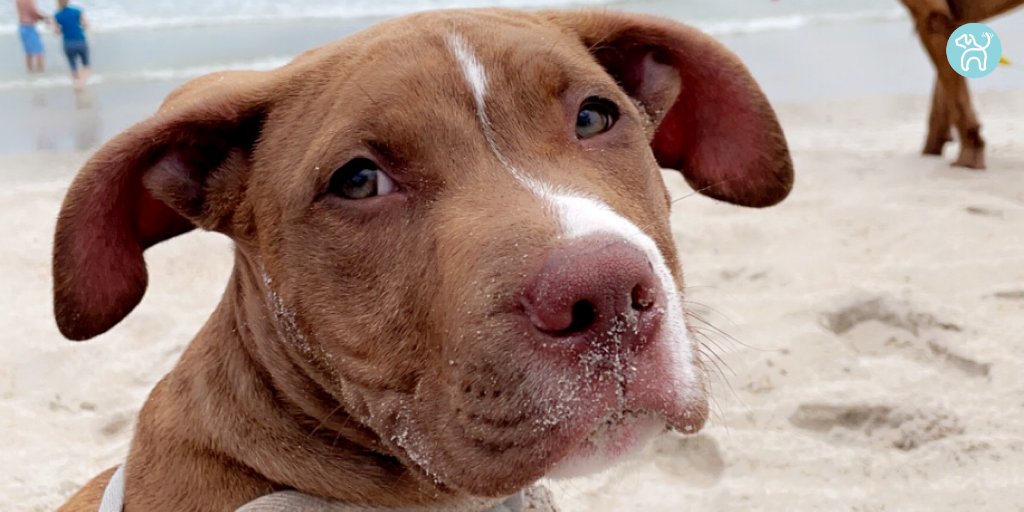 JWagable's tweet photo. At 14 weeks old, Jameson visits the beach for his first time. #SplashDog #PupConfidence https://t.co/wXVHjIWvaq