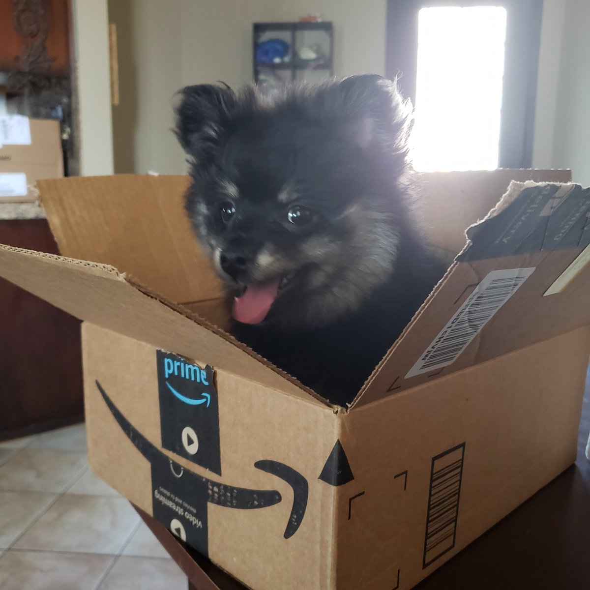 FamilyJules7x's tweet photo. Dog giveaway! Retweet for a chance to win dog. 🐶 https://t.co/Mkh0rFFSor