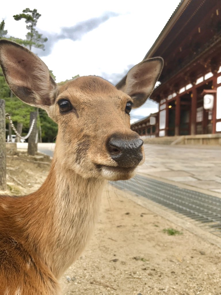 鹿達の日常 Nara Deer Channel A Twitter 東大寺大仏殿の門と鹿さん 奈良の鹿 写真好きな人と繋がりたい