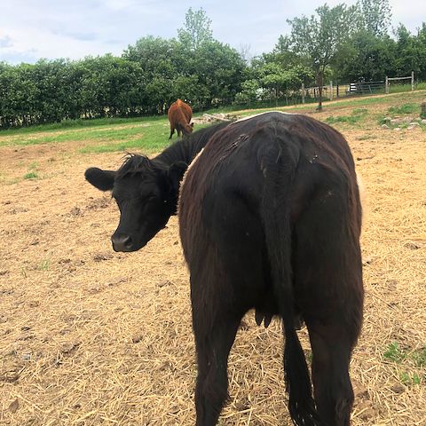 Chicken pieces are back in stock - order now! - mailchi.mp/3a509e1aa465/f…