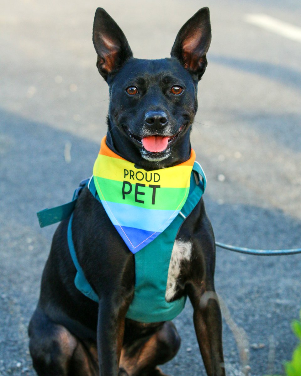 Photos and moments from the 1st annual LGBTQ+ Pride Celebration and Flag Raising community event here at Town Hall on June 1st, hosted by the @DedhamHuman Rights Commission.

All are welcome here.

#DedhamMA #PrideMonth #Community #DedhamThrives
