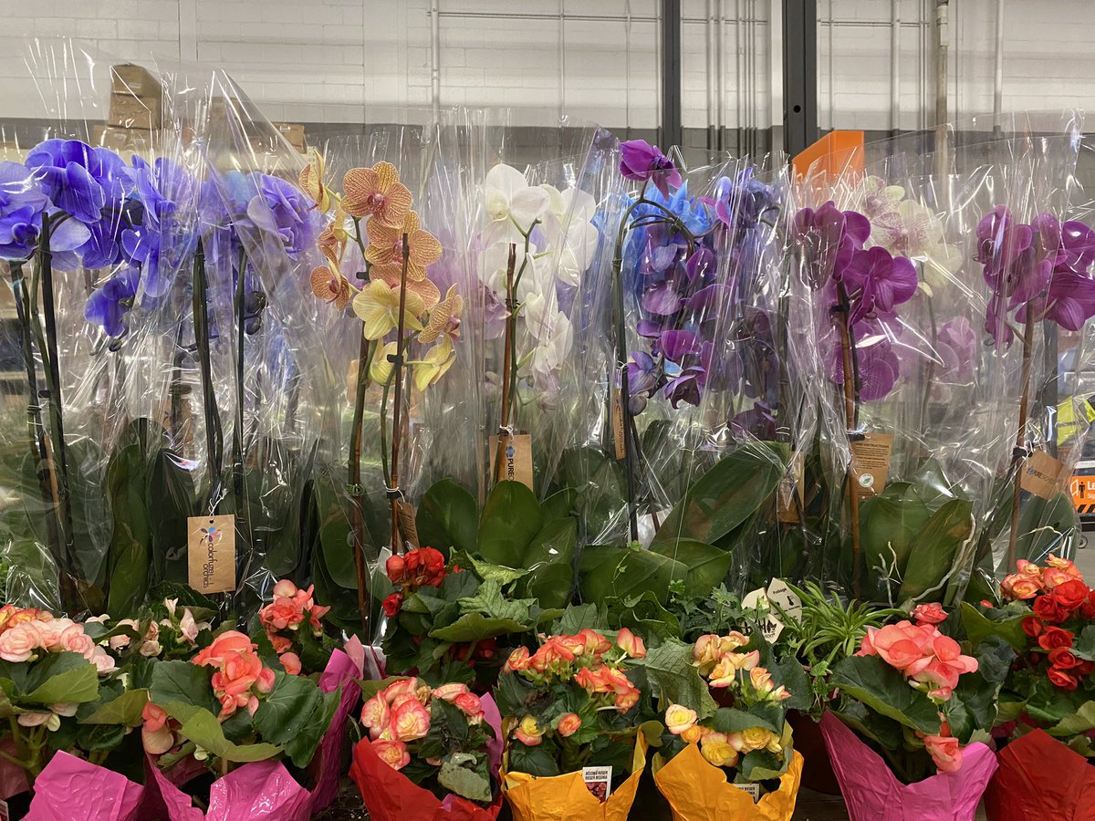 Fresh delivery at 2685 for the most colorful orchids ! #tropicalsallin! <a href="/2685_a/">MethuenHomeDepot</a> <a href="/cfulchini/">Carmen A. Fulchini</a> <a href="/NicoletteH17/">Nicolette Harris</a> <a href="/Jewellonett24/">Jewell Onett</a>