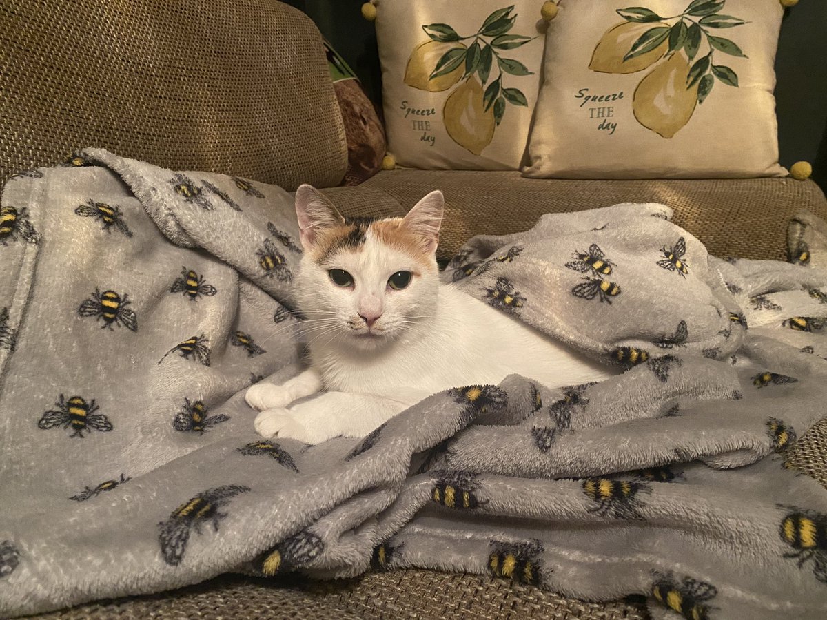 kitt_ryan's tweet photo. I don’t have any ideas today so here’s my cat https://t.co/2CzgFWGXjD