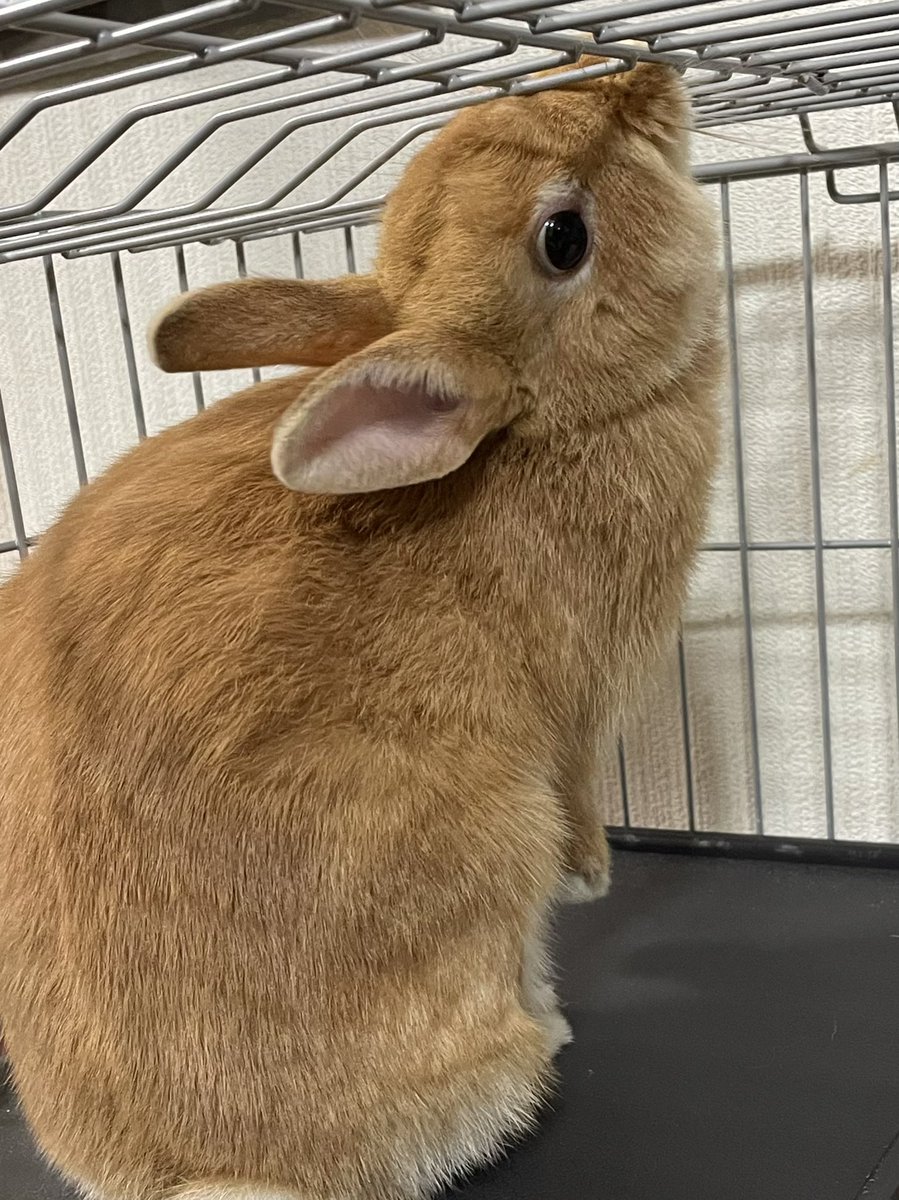 ラピ助 出してよー 必死過ぎて目がこわいよ笑 ってかケージ噛んではダメ うさぎ ネザーランドドワーフ うさぎ好きさんと繋がりたい うさぎと暮らす うさぎとの生活