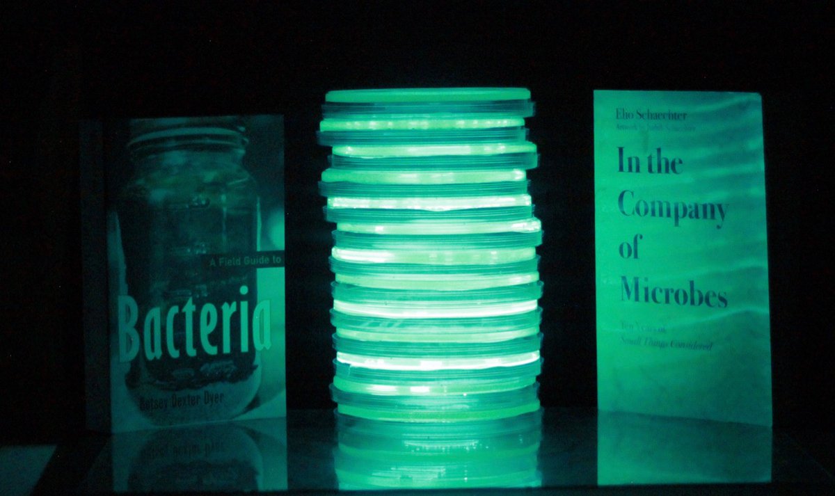markowenmartin's tweet photo. It is very much possible to read by #LuxLight courtesy of bioluminescent bacteria. Notice your book is there, @elios179 !!! @univpugetsound @ASMicrobiology https://t.co/KznyXq7Qpr