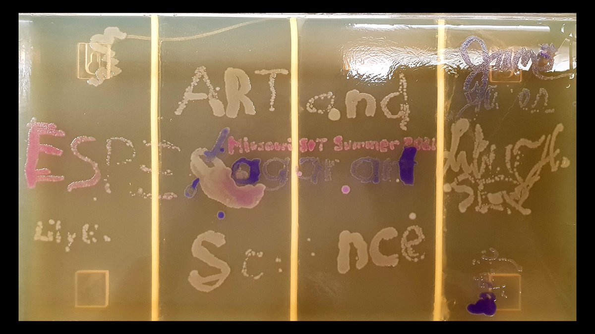 Had fun introducing #SynBio to #ArtOfScience Summer camp students and creating #AgarArt. If you are in Rolla, MO, stop by the Havener Center on July 1, between 10 am and 11:30 am to check out the great stuff the campers made. @MissouriSandT @SandTBioSci @Addgene
