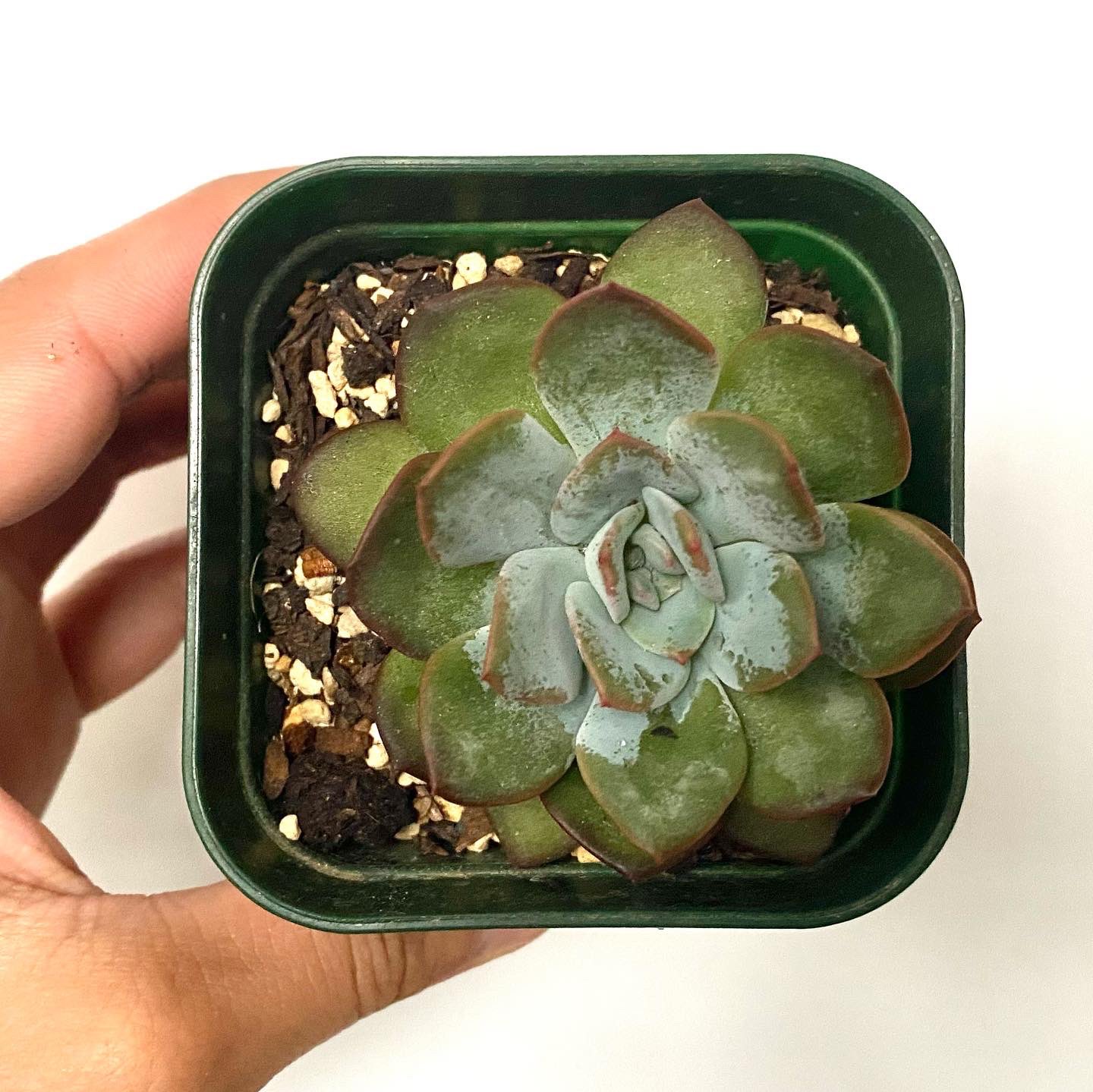 Tomozoo 本日の一株 Crassulaceae Echeveria Pole Sign ベンケイソウ科エケベリア属ポールサイン 本日の一株 Tomozoo エケベリア Echeveria 多肉植物 Succulent Plants Instagram T Co M31bp7hneq T Co 8mgei1jp2c Twitter