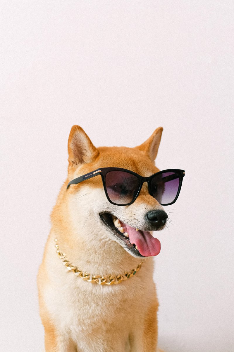 MissyShow's tweet image. Happy Wednesday Missians! Check out this year's upcoming Xmas in July schedule:
shesatortie.blogspot.com/2021/06/christ…
#animals #pets #ChristmasInJuly #shibainu #missyshow