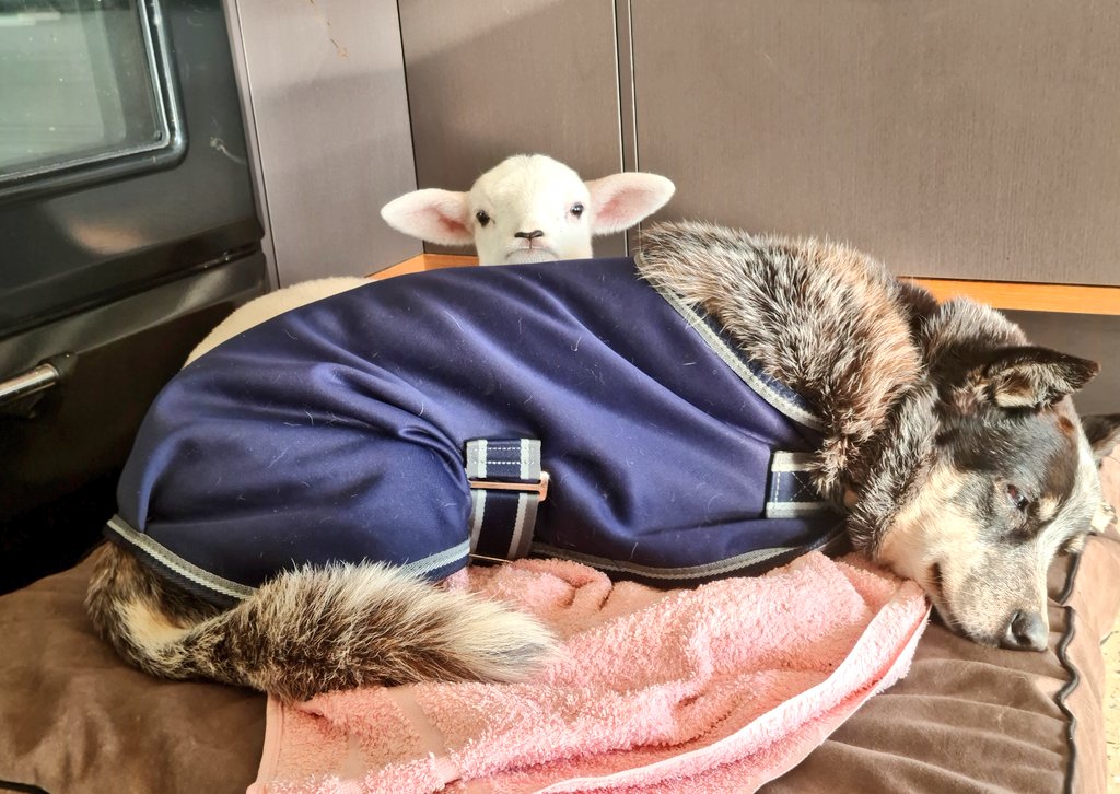 SCalliss's tweet image. 