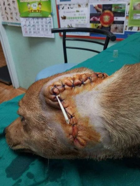TheSoundOfAnim2's tweet photo. L'histoire d'Angel 
Elle vivait dans la rue lorsqu'elle a été sauvagement attaquée à la machette, sa blessure à la tête  était horrible... Michael  a tout fait pour la sauver .
2 jours après sa chirurgie elle a donné naissance à 3 adorables chiots .
La vie a triomphé ♥️♥️ https://t.co/mgQwWEYVw3