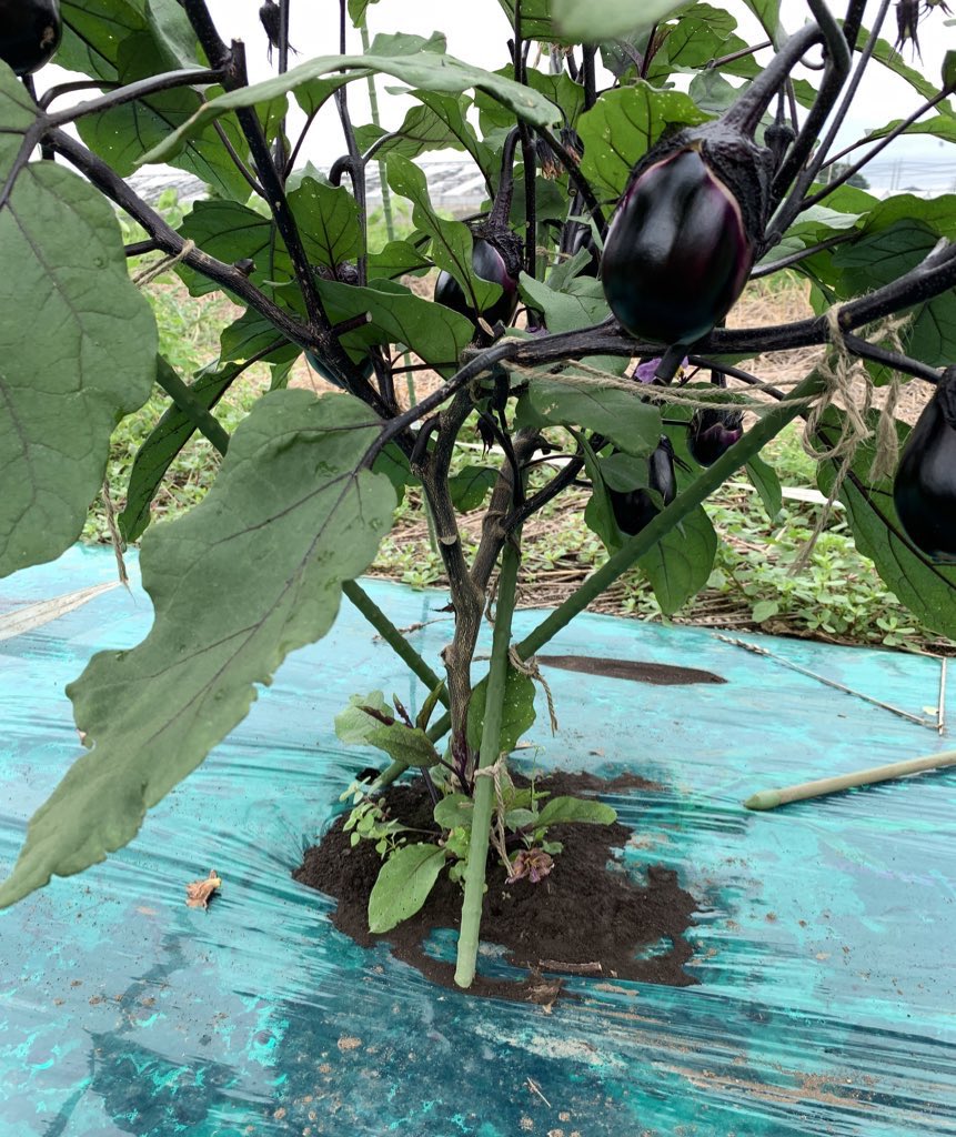 Yama野菜 畑の茄子3株状況 順調です ヘタの所の白い部分は 夜成長した部分であり 元気な証拠です ナス 家庭菜園 先程投稿 削除済 いいねして頂いた15名の方すみませんでした 何言ってるのか解らない内容になってました