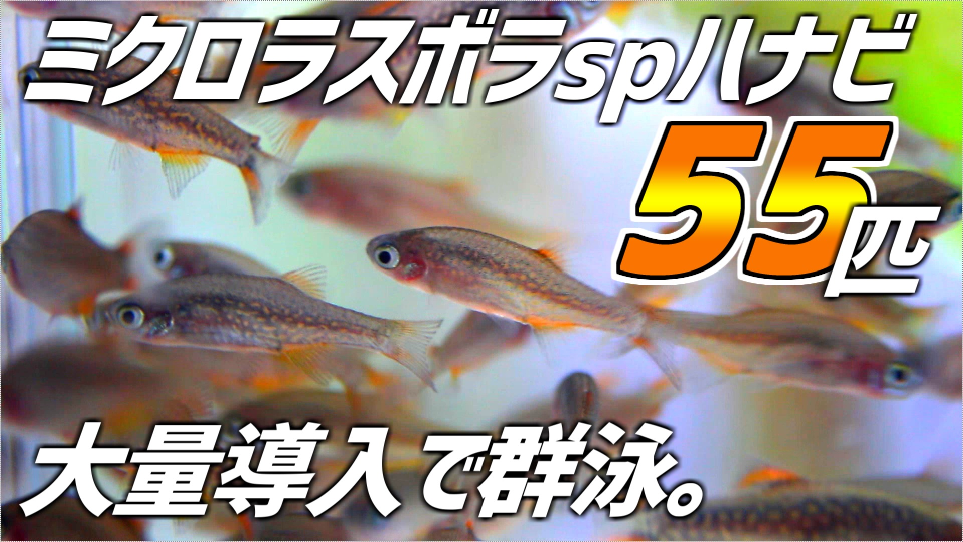たそがれアクア 動画アップしました 遂にハナビを大量導入できました 暇な時に見てやってください 1匹生体紹介第三弾 憧れの超小型美魚 今回の目玉的生体を大量導入 ミクロラスボラspハナビ 108 アクアリウム T Co Ye28qefmpz たそがれアクア 動画アップしました 遂にハナビを大量導入できました 暇な時に見てやってください 1匹生体紹介第三弾 憧れの超小型美魚 今回の目玉的生体を大量導入 ミクロラスボラspハナビ 108 アクアリウム T Co Ye28qefmpz