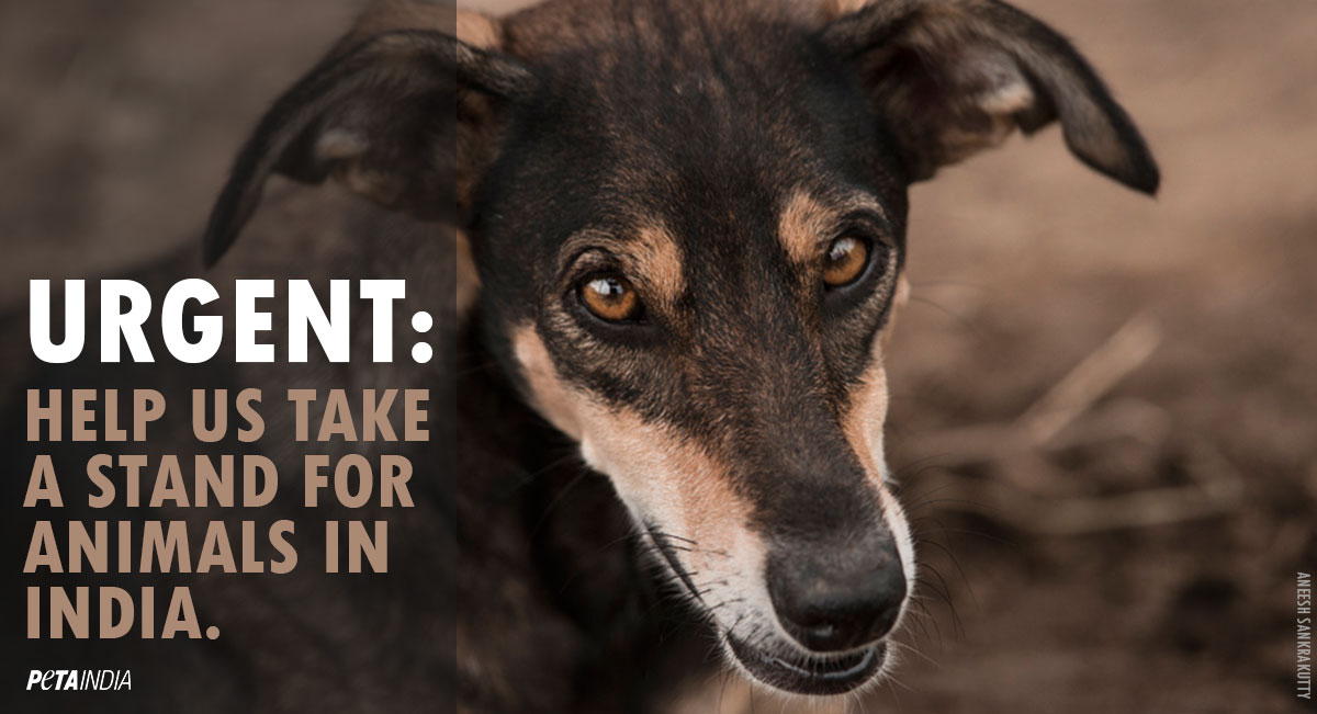 PETA India on Twitter: PETA India on Twitter:
