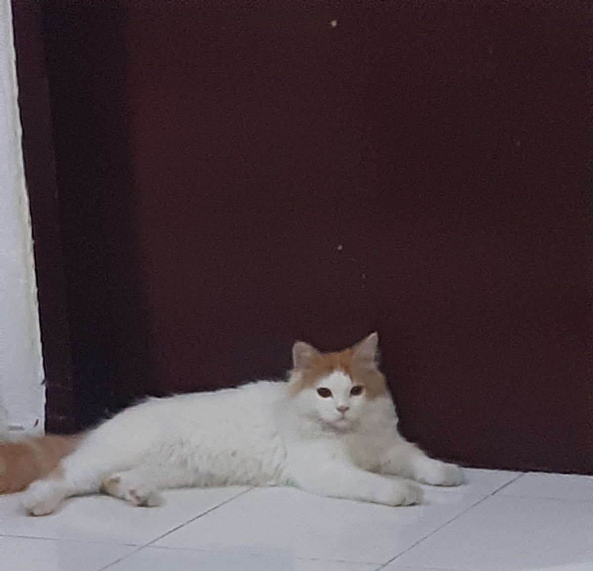 basemakanan's tweet photo. zu

yang tinggal di sekitar semarang puri anjasmoro kalo liat kucing ini tolong kasih info yaa, udah lama ga pulang https://t.co/KqMtzXY8Ub