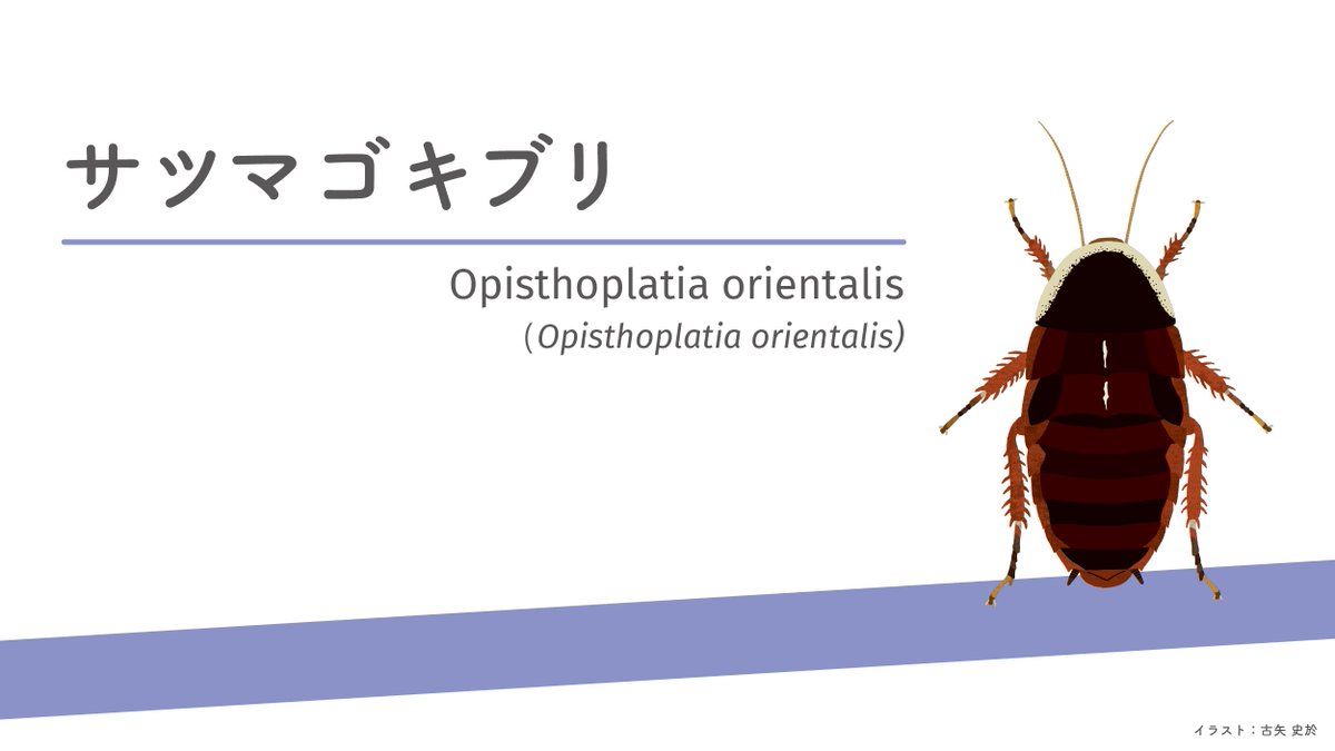 サツマゴキブリ