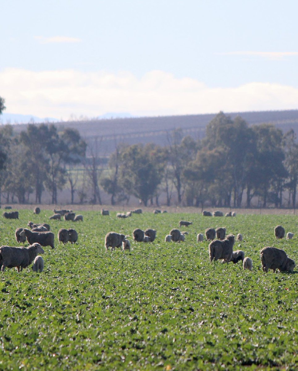 MSM Milling tweet media